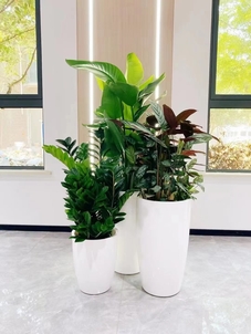 海曙植物租摆专业><div class=